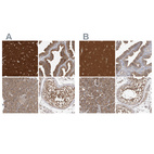Immunohistochemical staining of human cerebral cortex, fallopian tube, pancreas and testis using Anti-OXR1 antibody HPA027380 (A) shows similar protein distribution across tissues to independent antibody HPA027375 (B).