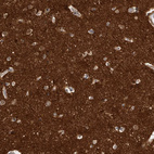 Immunohistochemical staining of human cerebral cortex shows strong positivity in neuropil.