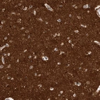 Immunohistochemical staining of human cerebral cortex shows strong positivity in neuropil.