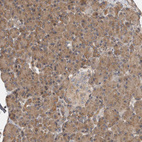 Immunohistochemical staining of human pancreas shows moderate cytoplasmic positivity in exocrine glandular cells.