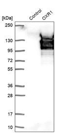 Western blot analysis in control (vector only transfected HEK293T lysate) and OXR1 over-expression lysate (Co-expressed with a C-terminal myc-DDK tag (~3.1 kDa) in mammalian HEK293T cells, LY405747).