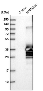 Western blot analysis in control (vector only transfected HEK293T lysate) and MMACHC over-expression lysate (Co-expressed with a C-terminal myc-DDK tag (~3.1 kDa) in mammalian HEK293T cells, LY402444).
