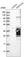 Anti-MMACHC Antibody