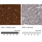 Anti-OXR1 Antibody