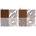 Immunohistochemical staining of human cerebral cortex, fallopian tube, pancreas and testis using Anti-OXR1 antibody HPA027395 (A) shows similar protein distribution across tissues to independent antibody HPA027375 (B).