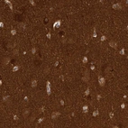 Immunohistochemical staining of human cerebral cortex shows strong positivity in neuropil.