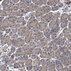 Immunohistochemical staining of human pancreas shows weak cytoplasmic positivity in exocrine glandular cells.