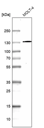 Western blot analysis in human cell line MOLT-4.