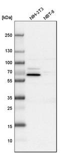 Western blot analysis in mouse cell line NIH-3T3 and rat cell line NBT-II.
