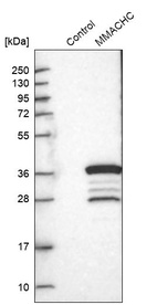 Western blot analysis in control (vector only transfected HEK293T lysate) and MMACHC over-expression lysate (Co-expressed with a C-terminal myc-DDK tag (~3.1 kDa) in mammalian HEK293T cells, LY402444).