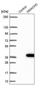 Western blot analysis in control (vector only transfected HEK293T lysate) and MMACHC over-expression lysate (Co-expressed with a C-terminal myc-DDK tag (~3.1 kDa) in mammalian HEK293T cells, LY402444).
