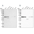 Western blot analysis using Anti-PPP1R8 antibody HPA027406 (A) shows similar pattern to independent antibody HPA027417 (B).