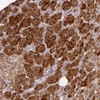 Anti-CHCHD2 Antibody
