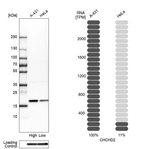 Western blot analysis in human cell lines A-431 and HeLa using Anti-CHCHD2 antibody. Corresponding CHCHD2 RNA-seq data are presented for the same cell lines. Loading control: Anti-COX4I1.