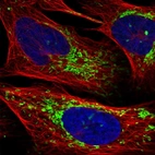 Immunofluorescent staining of human cell line U-2 OS shows localization to mitochondria.