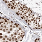 Immunohistochemical staining of human testis using Anti-PPP1R8 antibody HPA027417.