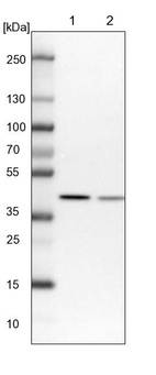 Lane 1: NIH-3T3 cell lysate (Mouse embryonic fibroblast cells)_br/_Lane 2: NBT-II cell lysate (Rat Wistar bladder tumour cells)