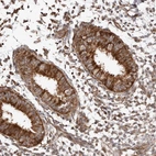 Immunohistochemical staining of human endometrium shows strong cytoplasmic positivity in glandular cells.