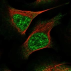 Immunofluorescent staining of human cell line U-2 OS shows localization to nucleoplasm & cytosol.