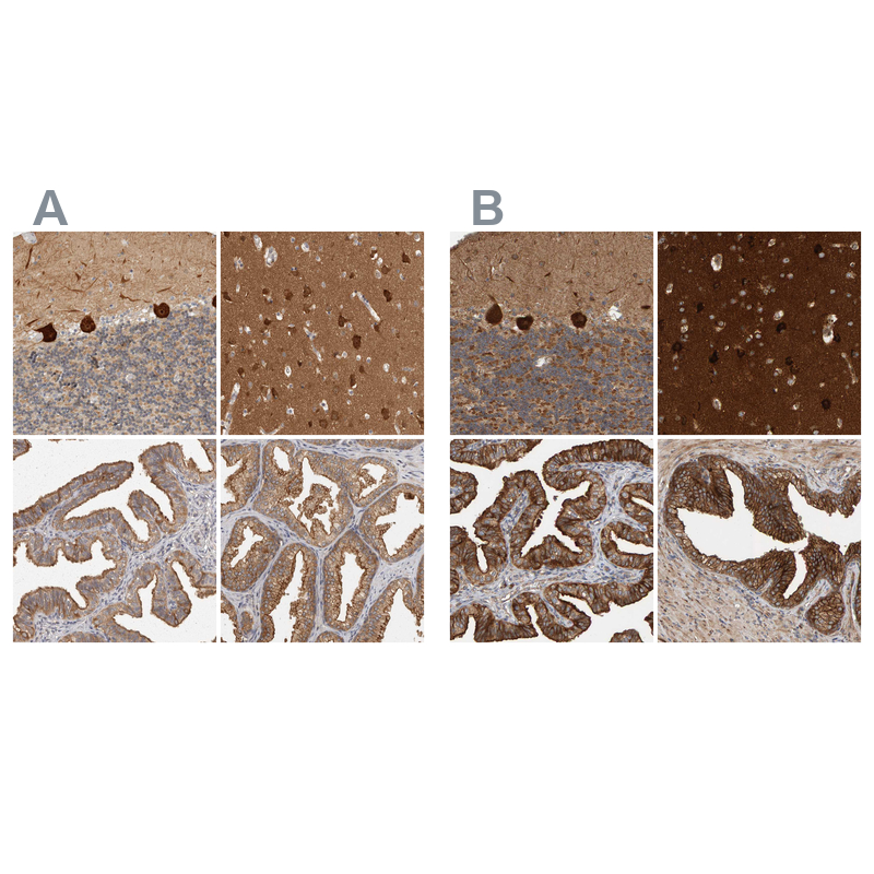 Anti-BAIAP2 Antibody