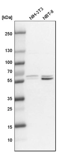 Western blot analysis in mouse cell line NIH-3T3 and rat cell line NBT-II.
