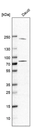 Western blot analysis in human cell line Daudi.