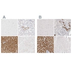 Immunohistochemical staining of human cerebral cortex, kidney, liver and skeletal muscle using Anti-HMGCS2 antibody HPA027423 (A) shows similar protein distribution across tissues to independent antibody HPA027442 (B).