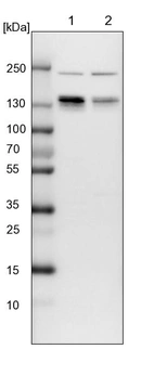Lane 1: NIH-3T3 cell lysate (Mouse embryonic fibroblast cells)_br/_Lane 2: NBT-II cell lysate (Rat Wistar bladder tumour cells)