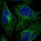 Immunofluorescent staining of human cell line U-2 OS shows localization to microtubules.