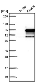 Western blot analysis in control (vector only transfected HEK293T lysate) and eXOC8 over-expression lysate (Co-expressed with a C-terminal myc-DDK tag (~3.1 kDa) in mammalian HEK293T cells, LY406195).
