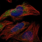 Immunofluorescent staining of human cell line U-2 OS shows localization to cytosol.