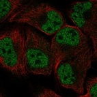 Anti-ORC1 Antibody