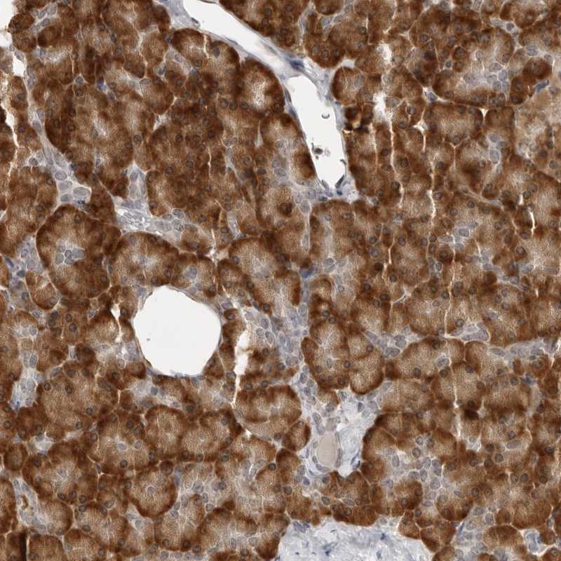 Anti-C8orf48 Antibody