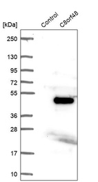 Western blot analysis in control (vector only transfected HEK293T lysate) and C8orf48 over-expression lysate (Co-expressed with a C-terminal myc-DDK tag (~3.1 kDa) in mammalian HEK293T cells, LY425205).