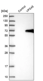 Western blot analysis in control (vector only transfected HEK293T lysate) and VPS45 over-expression lysate (Co-expressed with a C-terminal myc-DDK tag (~3.1 kDa) in mammalian HEK293T cells, LY416097).