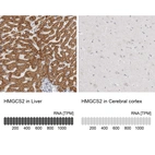Anti-HMGCS2 Antibody