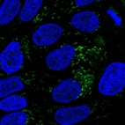 Immunofluorescent staining of human cell line RT4 shows localization to mitochondria.