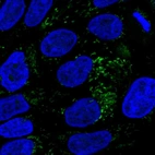 Immunofluorescent staining of human cell line RT4 shows localization to mitochondria.