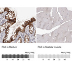 Anti-FAS Antibody