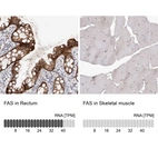 Anti-FAS Antibody
