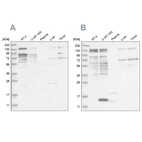 Anti-PUM1 Antibody