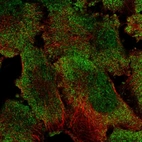 Immunofluorescent staining of human cell line U-251 MG shows localization to nucleus & cytosol.