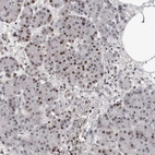 Immunohistochemical staining of human pancreas shows strong nuclear positivity in exocrine glandular cells.