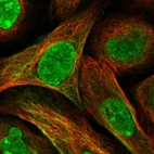 Immunofluorescent staining of human cell line U-2 OS shows localization to nucleus, nucleoli, plasma membrane & cytosol.