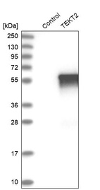 Western blot analysis in control (vector only transfected HEK293T lysate) and TEKT2 over-expression lysate (Co-expressed with a C-terminal myc-DDK tag (~3.1 kDa) in mammalian HEK293T cells, LY415231).