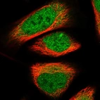 Immunofluorescent staining of human cell line U-2 OS shows localization to nucleoplasm & cytosol.