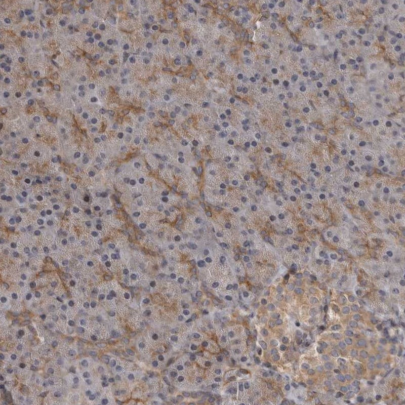 Anti-ZNRF1 Antibody