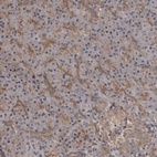 Anti-ZNRF1 Antibody