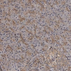 Anti-ZNRF1 Antibody