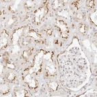 Immunohistochemical staining of human kidney shows strong membranous positivity in cells in tubules.